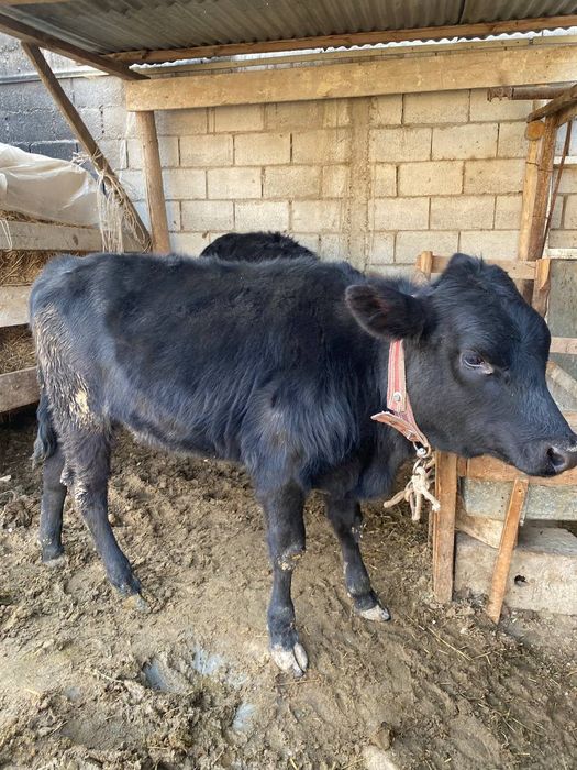 Гуножин тезда сотилади