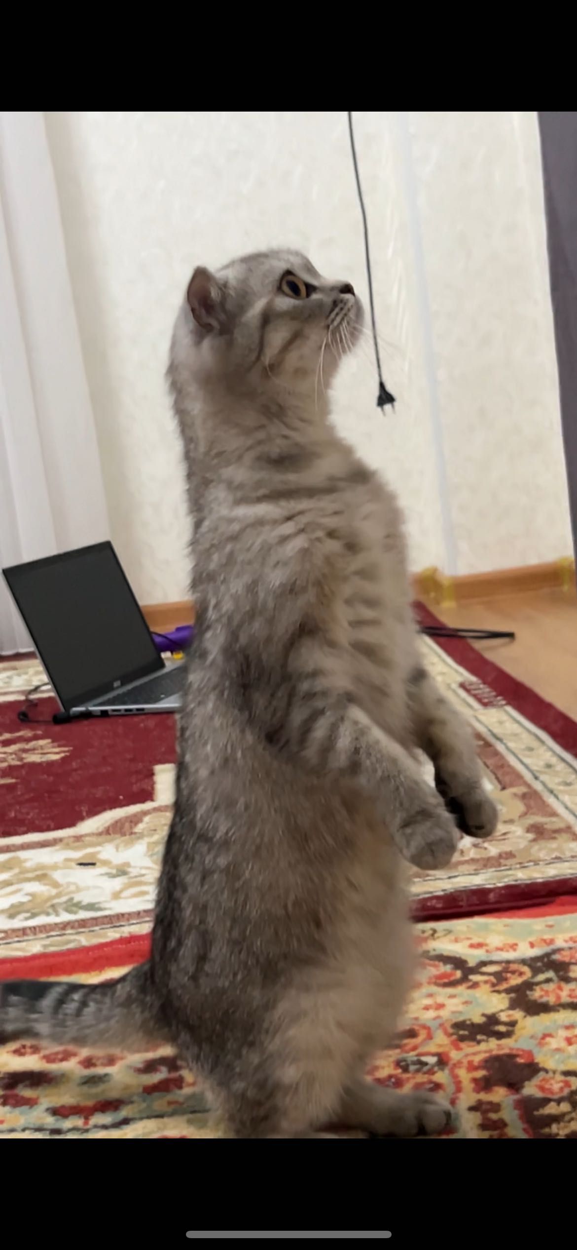 Продается шотландская кошка