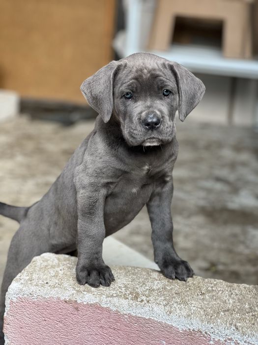 Кане Корсо/Cane Corso