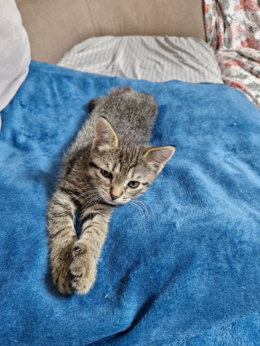 Отдаю девочку в добрые руки