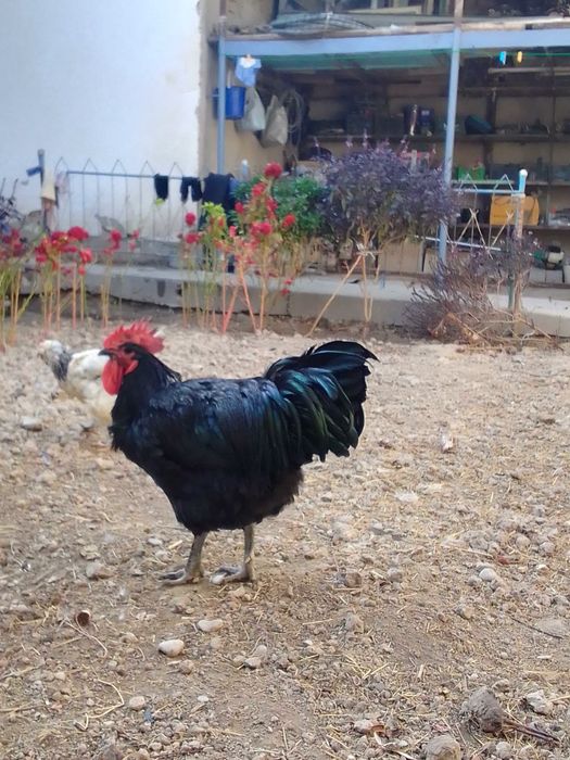 Tovuq va induk utka   товук, индук утка