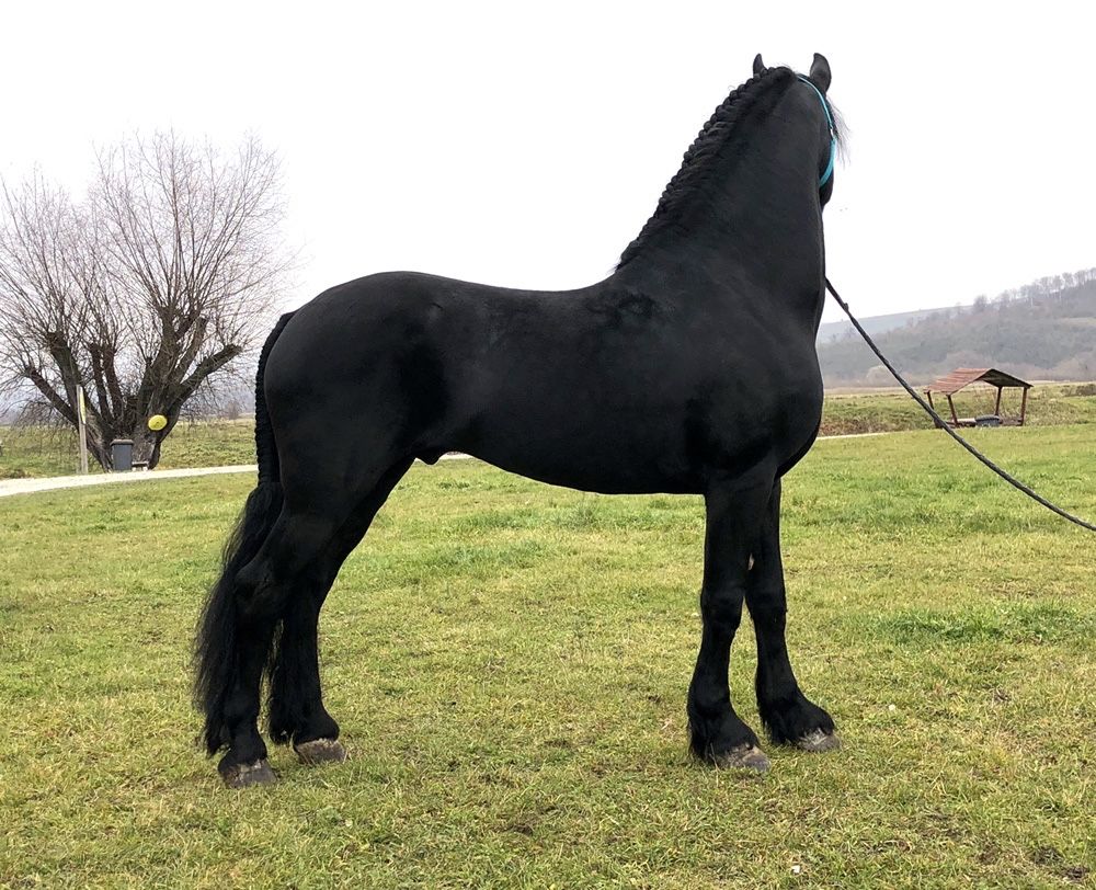 Armasar Friesian armăsari iepe Frizian