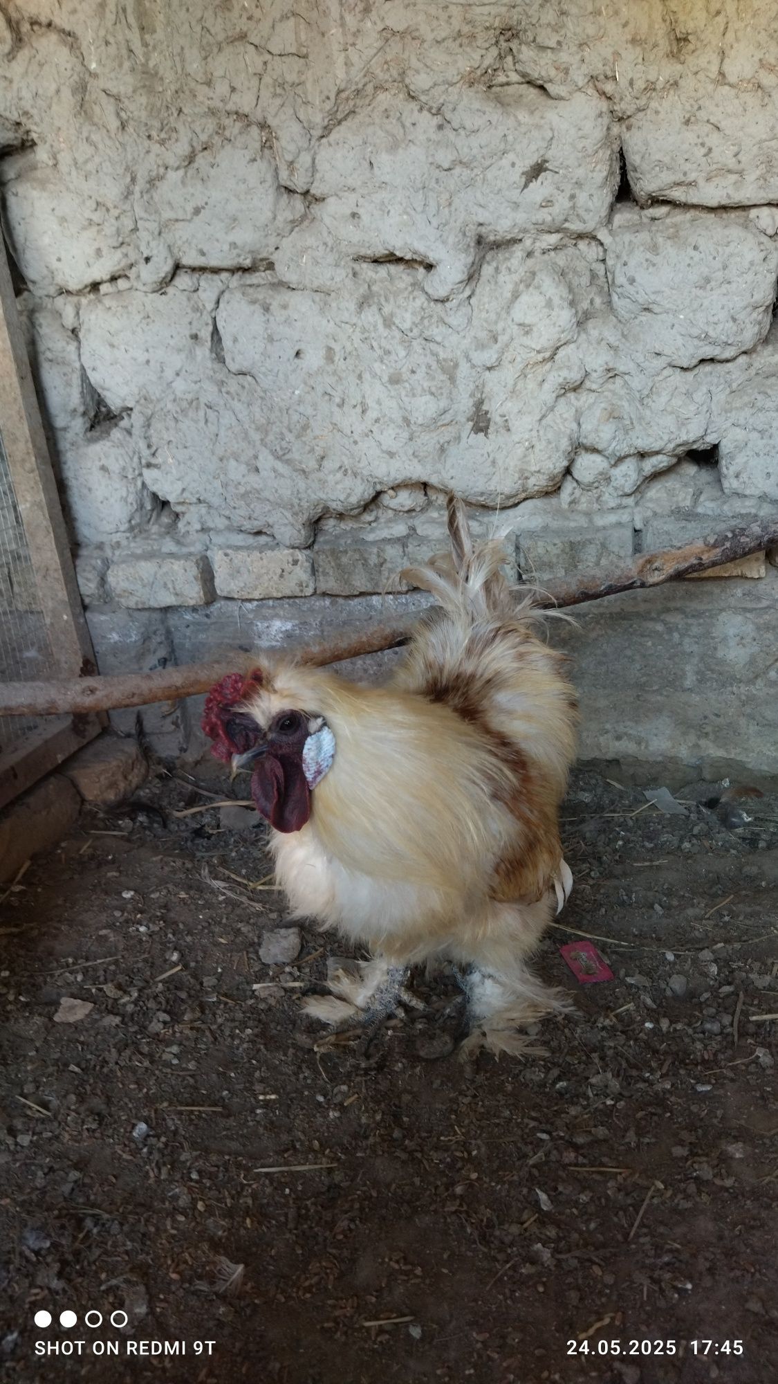 Sesarka bilan sholk