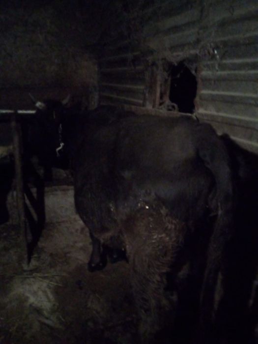 Продам стельную корову, Срочно