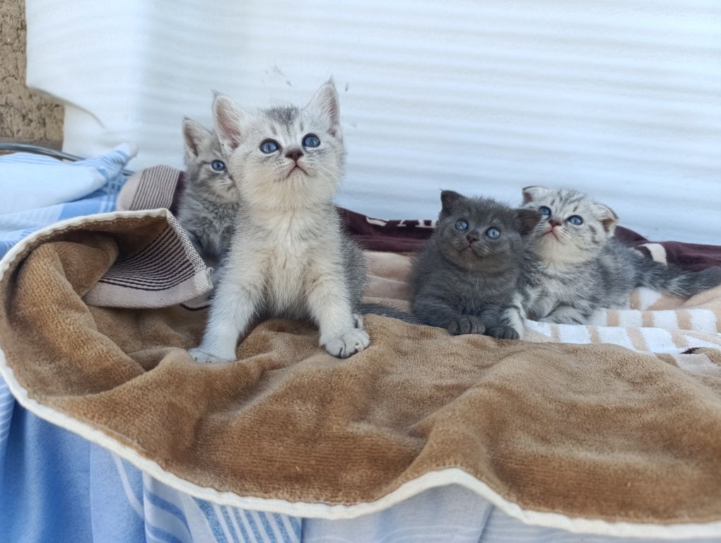 Котята чистокровные