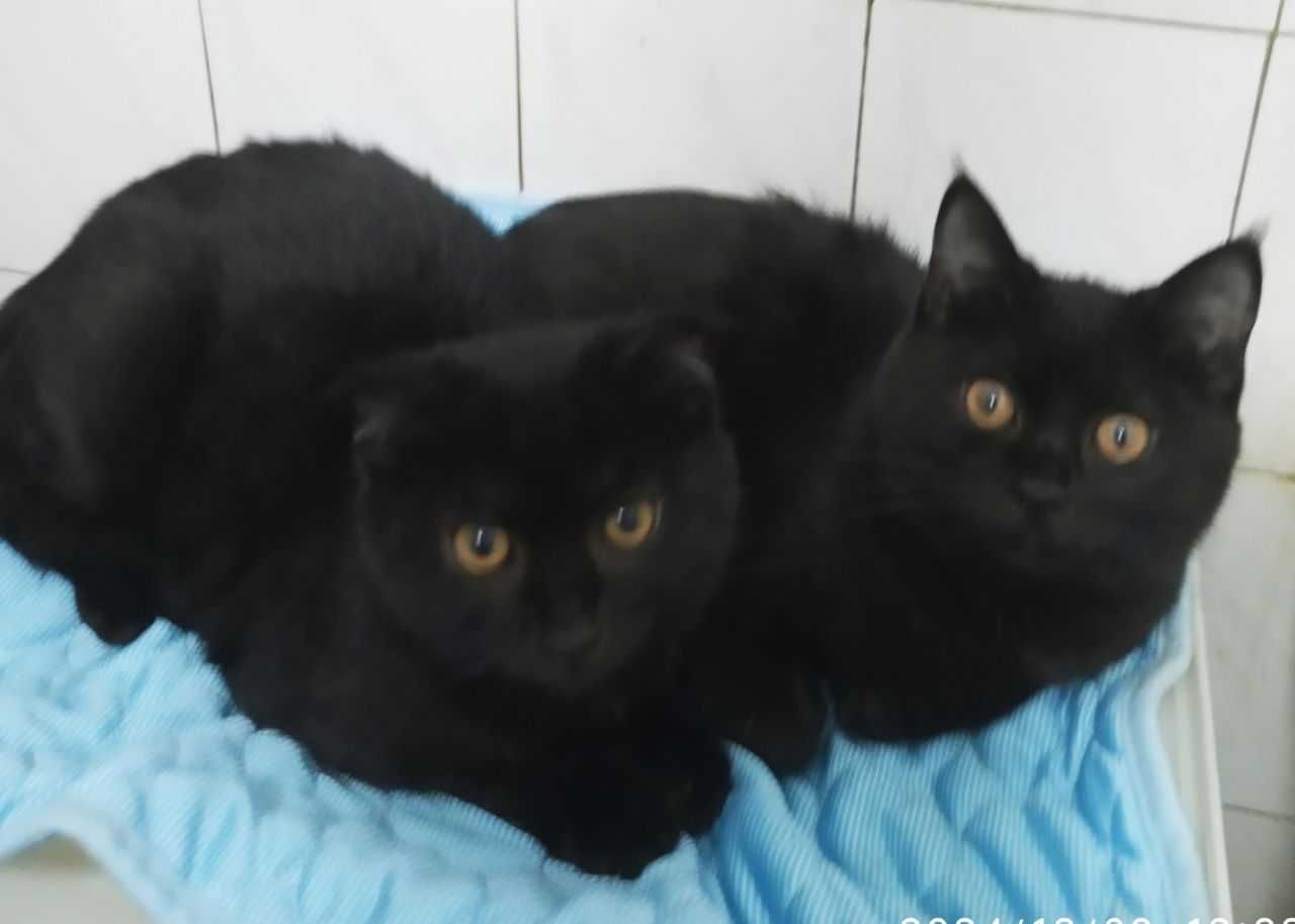 Котята в добрые руки. смотрите другие объявления автора