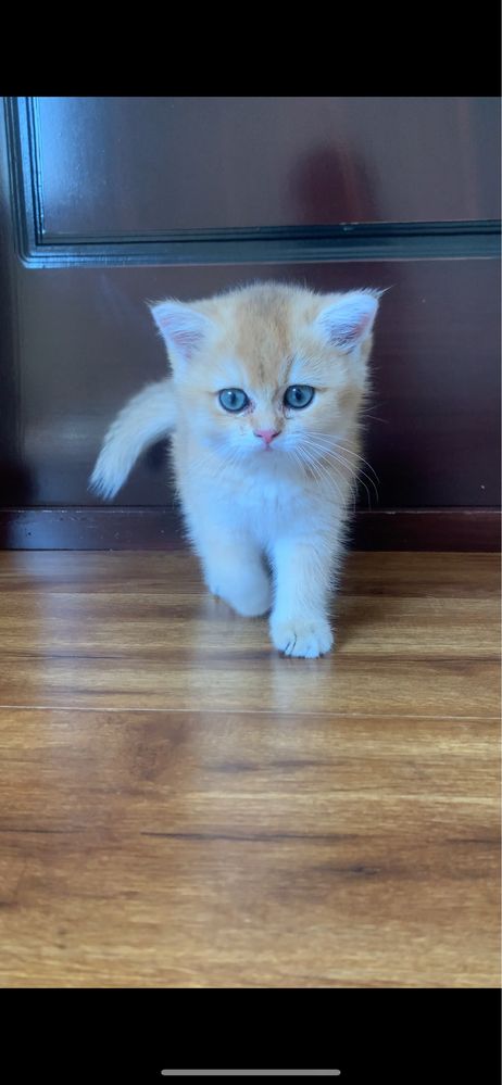 Продаётсья кошка британский шиншилла девочка