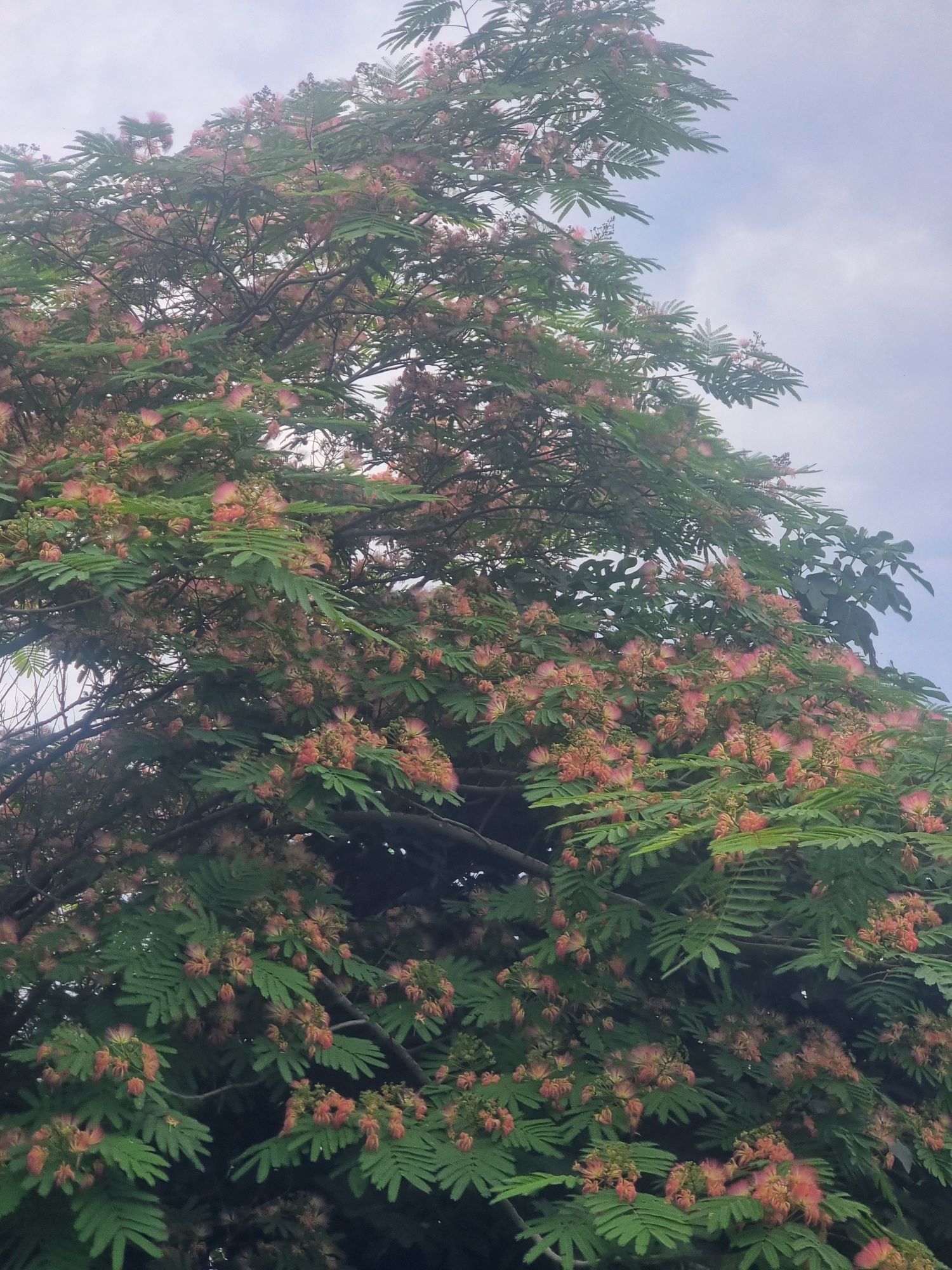 Albizia(arbore de matase),Catalpa,Salcâmi, Salcâmi galbeni,Castani.