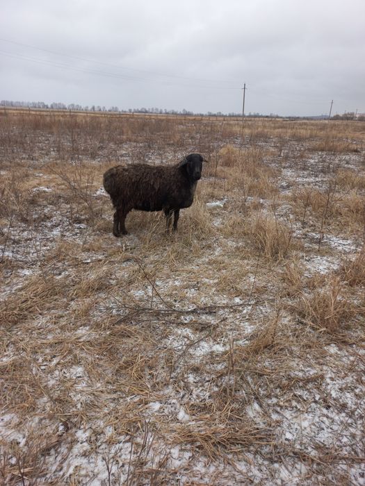 Овца хороши.без ягнёнка