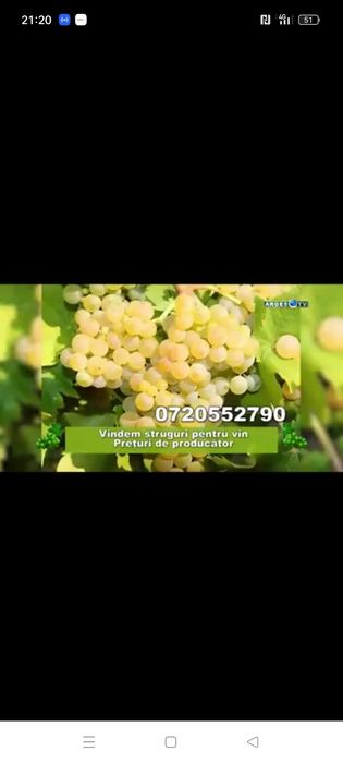Vând Struguri pentru vin