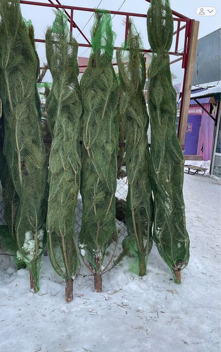 Ёлка сосна новогодняя оптом