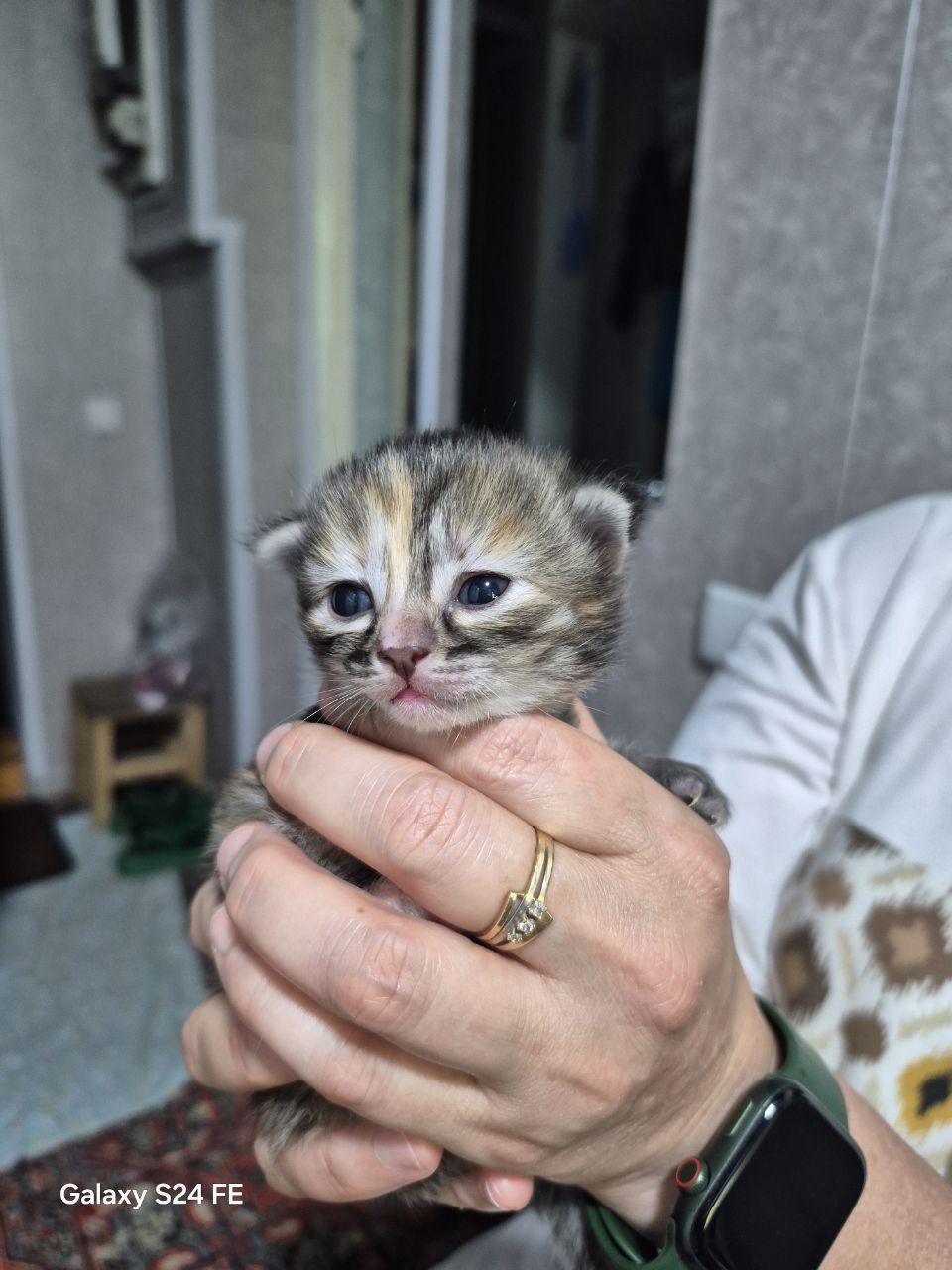 Котята в добрые кури