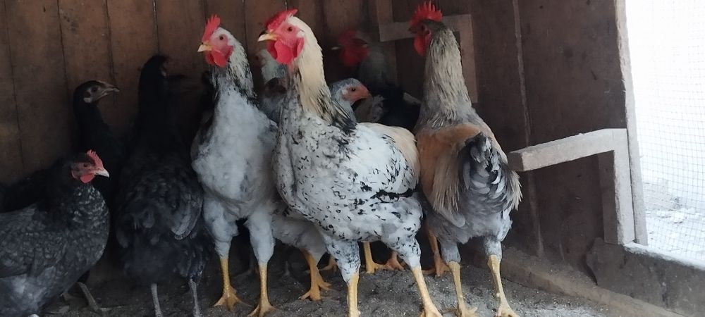 Cocosi de vanzare