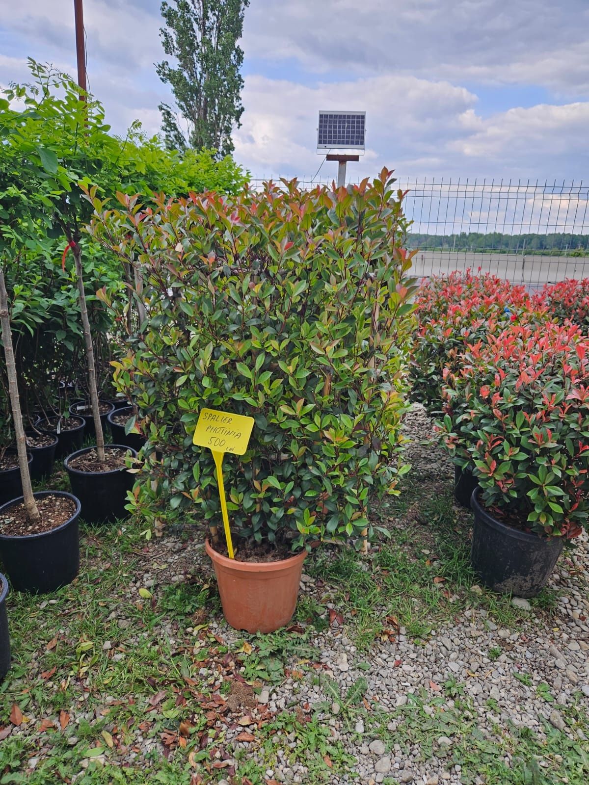 Photinia Red Robin glob