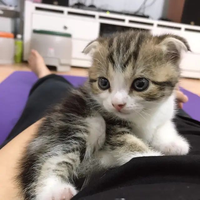 Вислоухие Шотландские котята