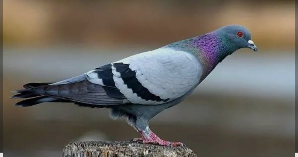 Голуби дикие кептер