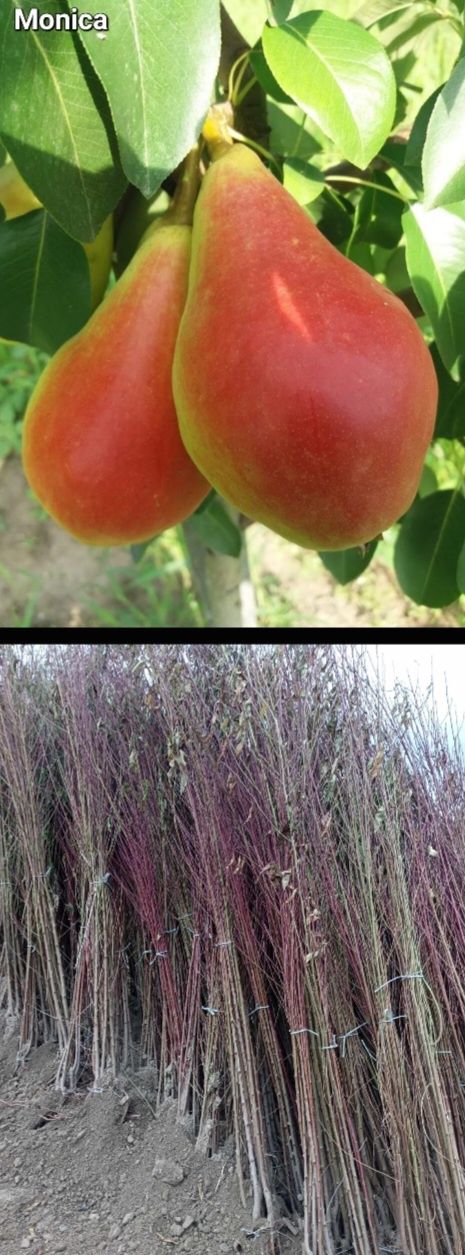 Ciresi-pomi fructiferi