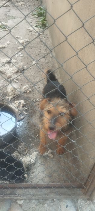 Продам смесь ягдтерьера с Фоксом ра