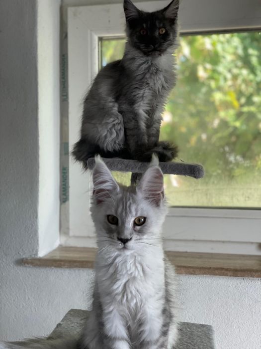 Pui Maine Coon pedigree 4 luni black smoke si pale black