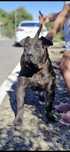 Femela presa canario