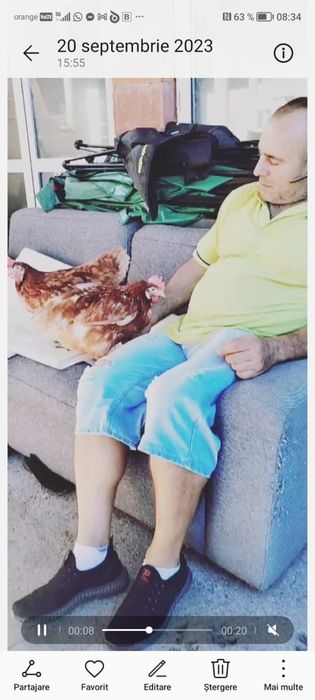 Gaini ouatoare / puicute ouatoare