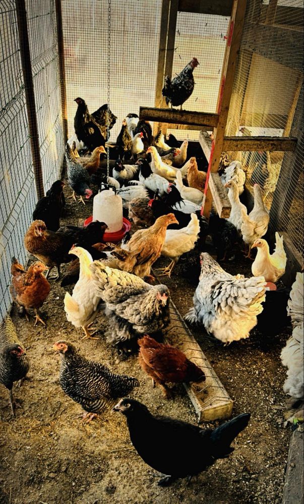 prepelite outoare de vanzare oua gaina si prepelita consum incubat