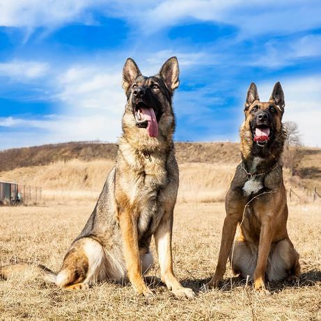 Dresaj canin în grup