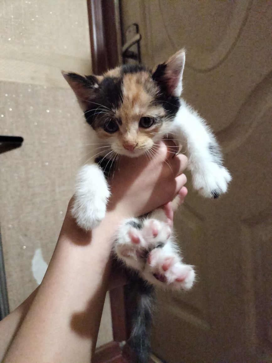 Котята даром, умные
