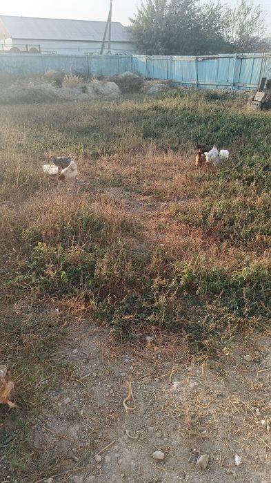 Тауык сатылады колдын жас