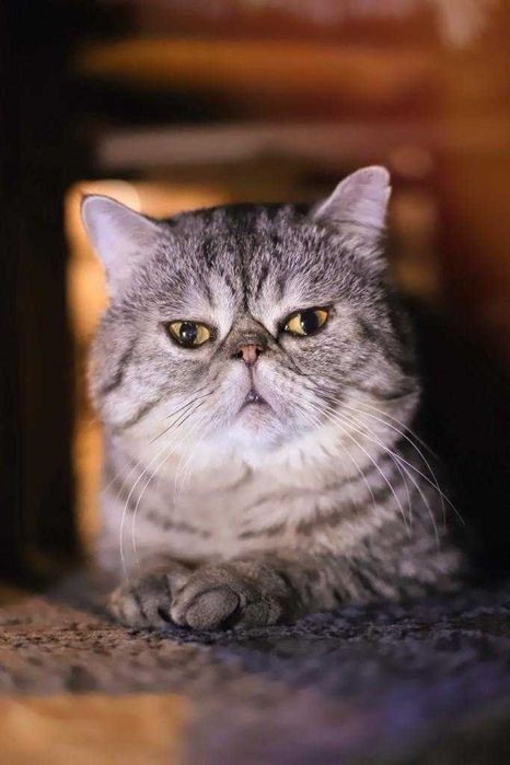 кот американсий экзот с родословной ищет подругу для вязки