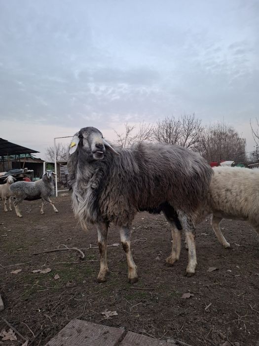 Кошкар Мощный,гиссар