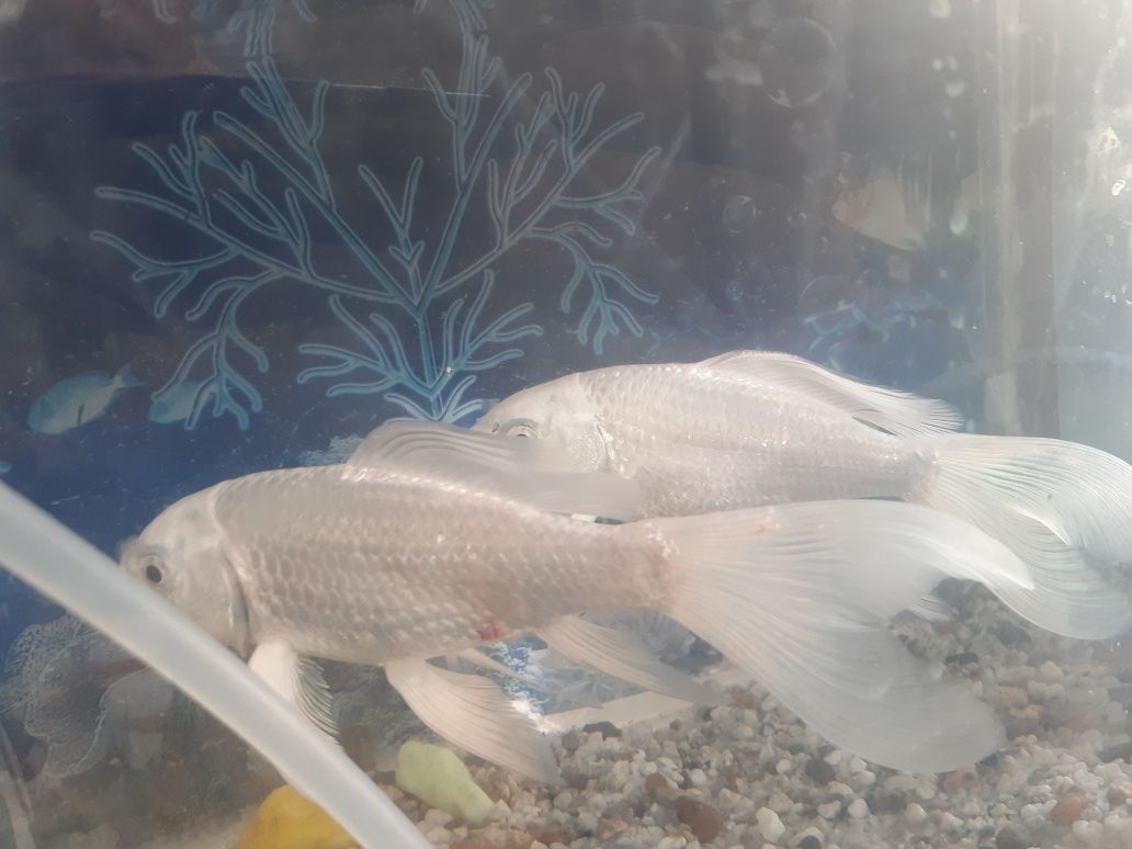 Akvarum 2baliq koi