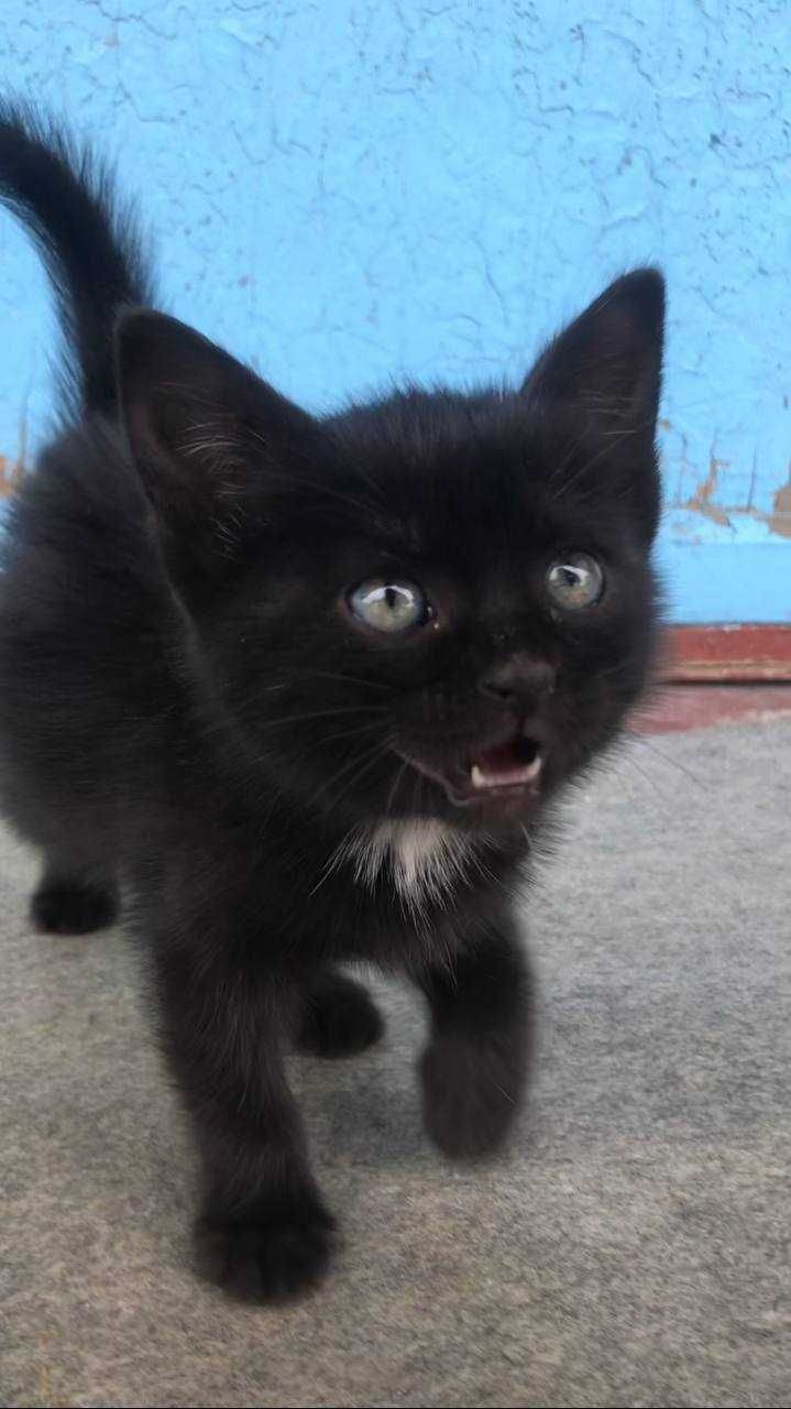 Продается чистокровный черный котенок! Очень интересное животное!