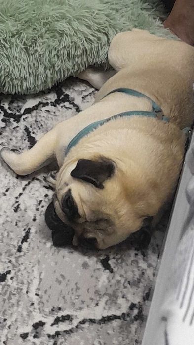 Продаётся собака девочка 2года мопм