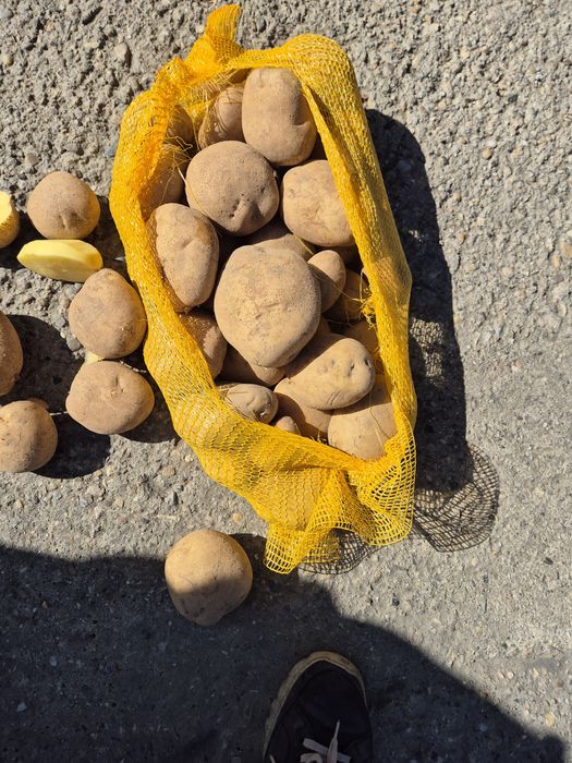 Cartofi pol cantități mari toate soiurile