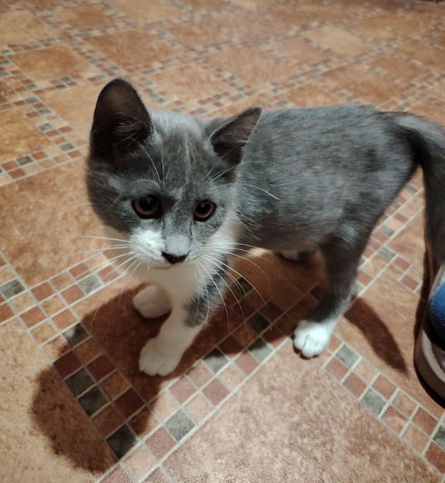 Бебе полубританска късокосместа, мъжко