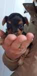 Baietel yorkshire terrier mini toy rasa pura.Pedigree