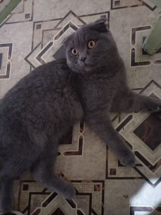 Продаем шотландского вислоухого кота( Scottish Fold)