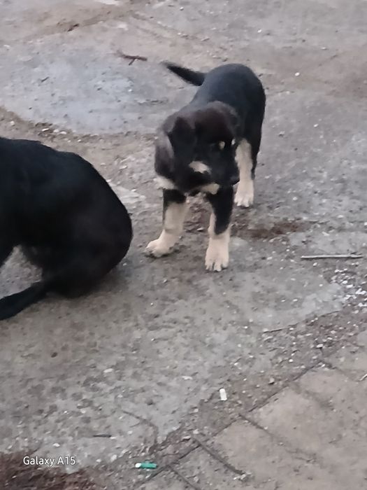 Срочно!!! Щенку нужен дом .