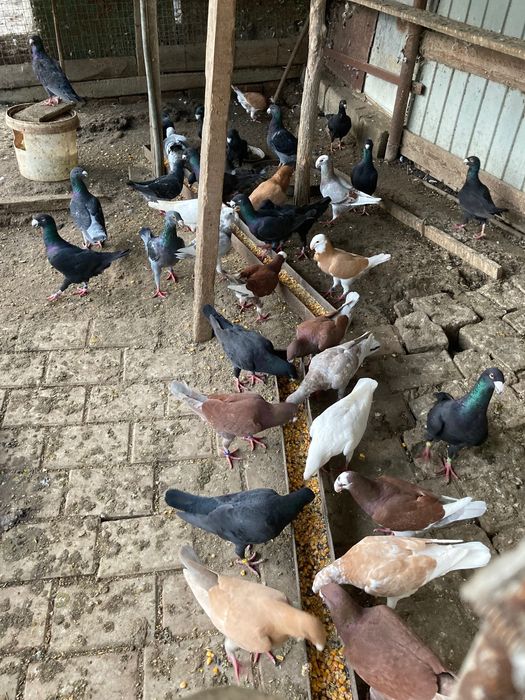 Porumbei germani de vânzare