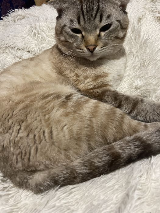 Продается кот скоттиш страйт