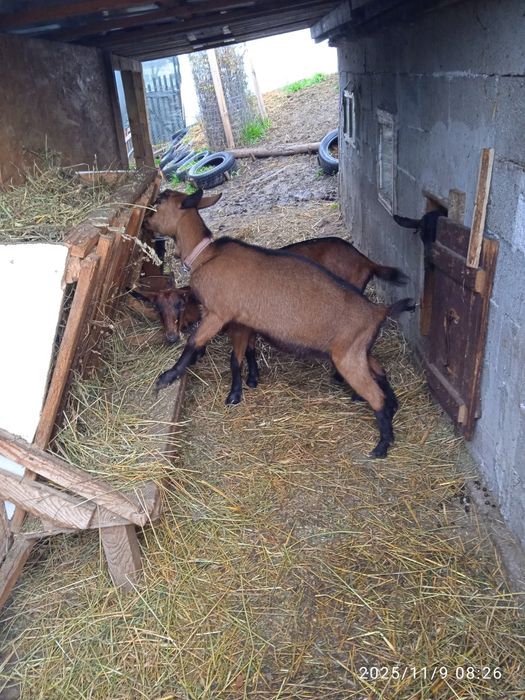 Lapte de capră alpină și iade de vânzare
