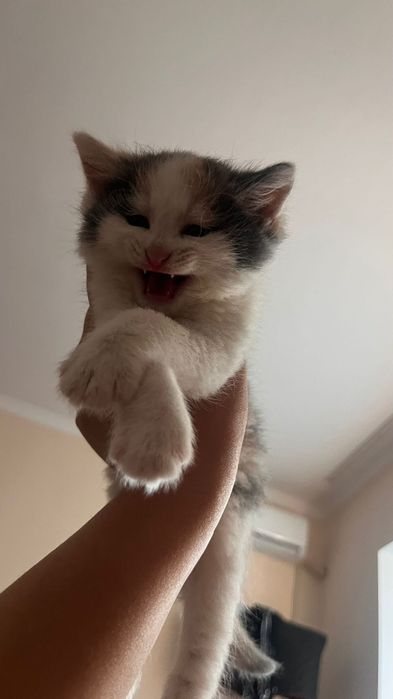 Котенка бесплатно