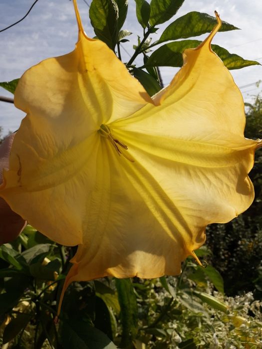 Бругмасия шикарный вид