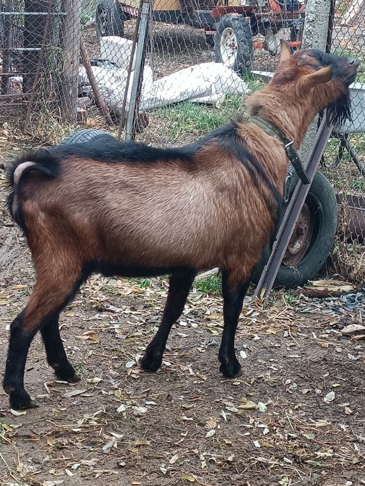 Vând țap alpin francez cu origine foarte buna