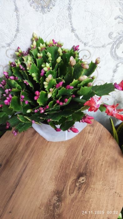 Бамбук керама. Комнатные растения Алматы