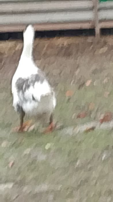 Gâște metis holmogor