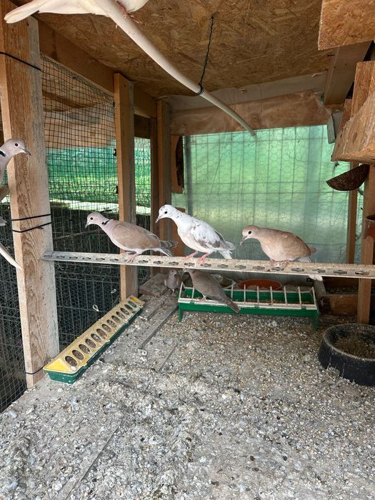 Turturele răzătoare