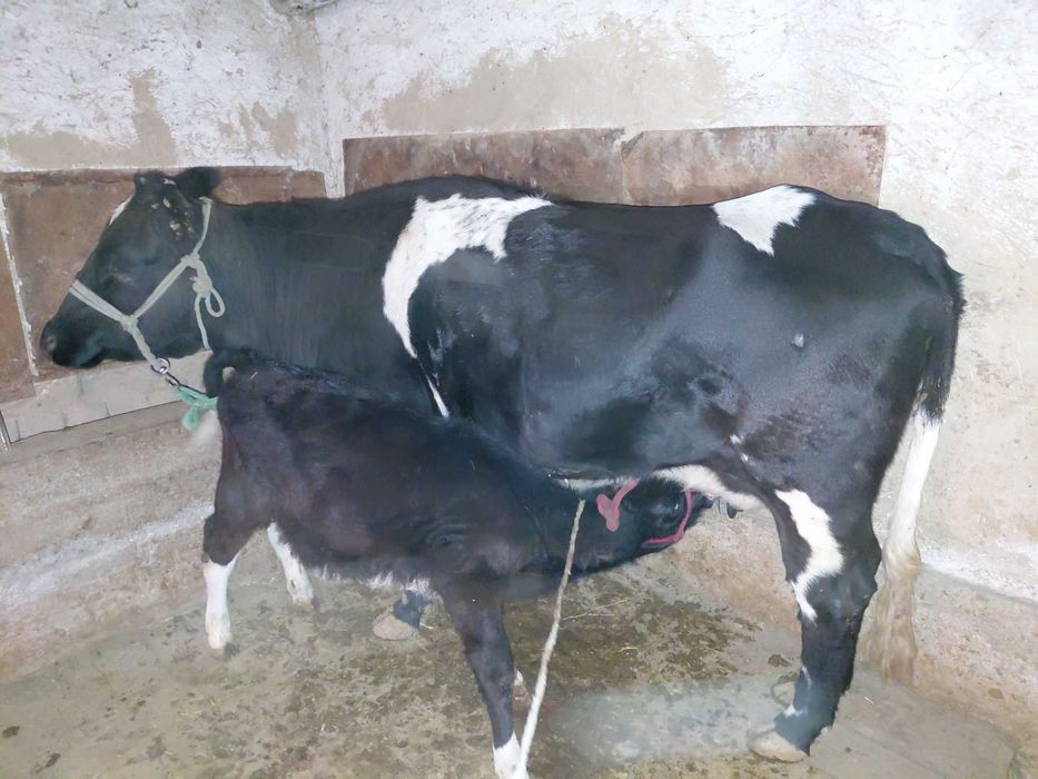 Бұзаулы сиыр сатылады