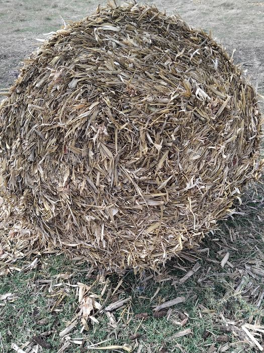 Vând baloti de tulei